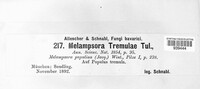 Melampsora populnea image